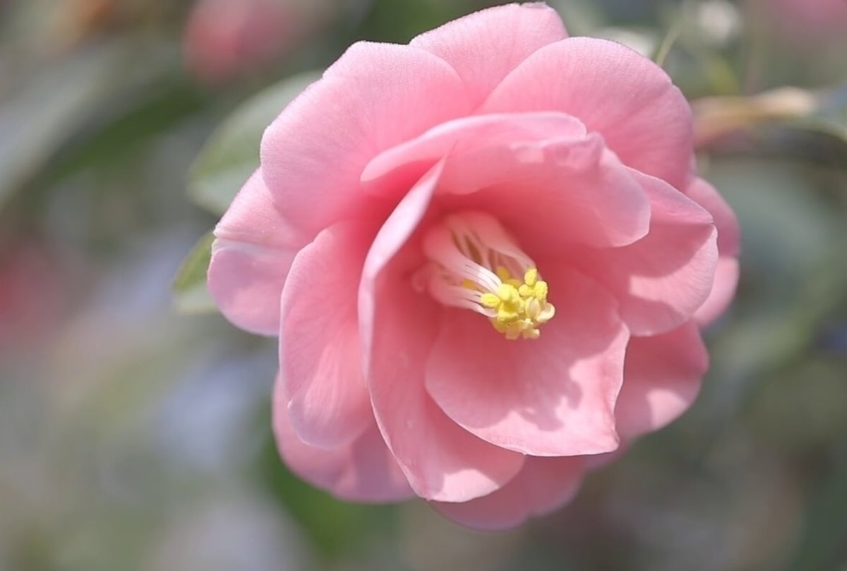 ⛰️ 가사산 정상 전망대 (가사야마 산초 텐보다이) 이미지 10